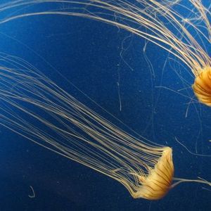 Meet your Posher, Lynn duncan